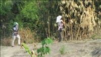 thumbnail of 