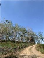 thumbnail of 