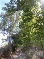 thumbnail of 