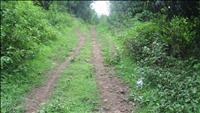 thumbnail of Trail